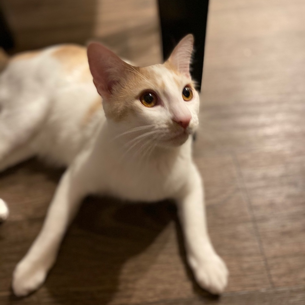 Meet your Posher, Kenzie